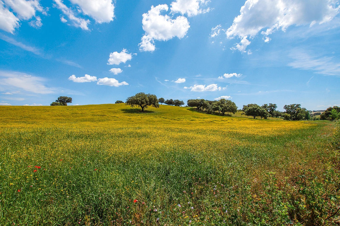 Alentejo cork oak landscape