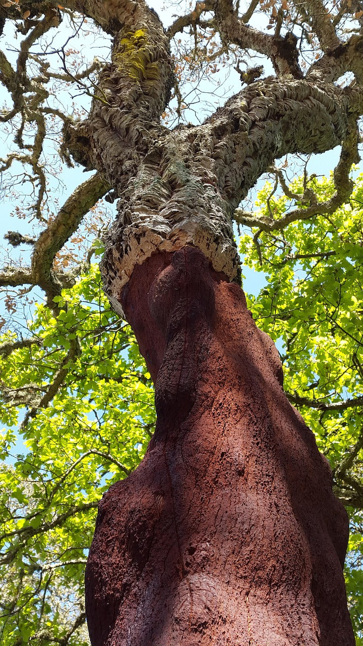 Cork oak, freshly harvested bark